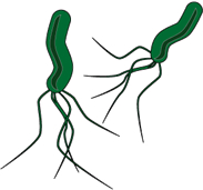 ピロリ菌について